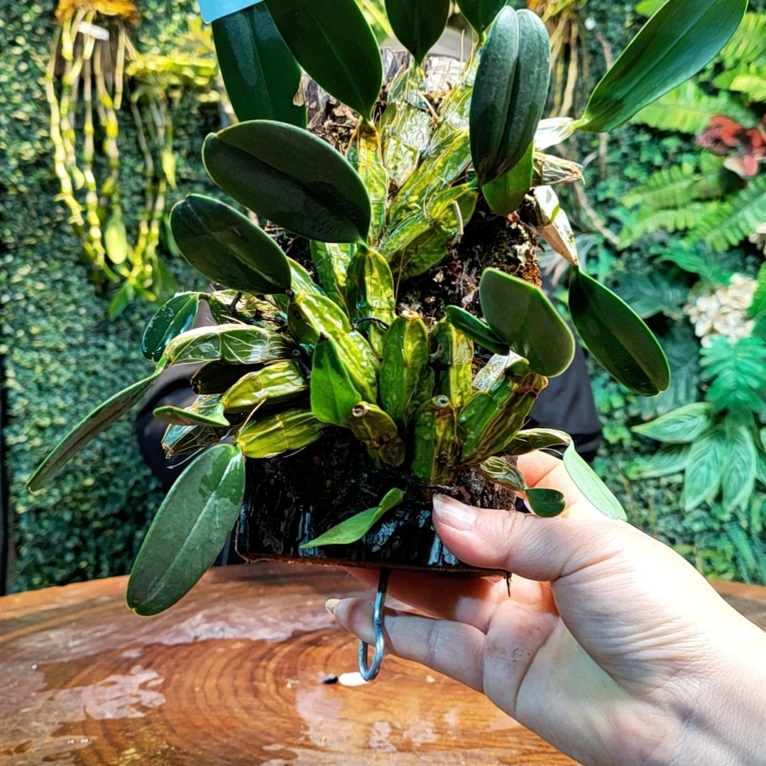 【闪购商品】西**品63大龟背花花