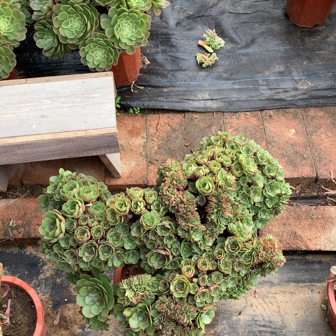 缀化朵朵多肉植物