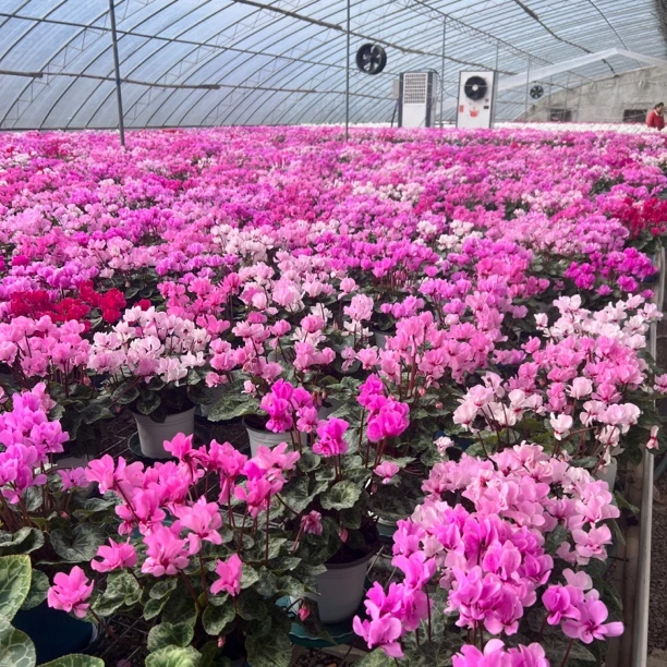 【伽南花卉仙客来】（小风车）重瓣品种一代重瓣仙客来带花带花苞发货