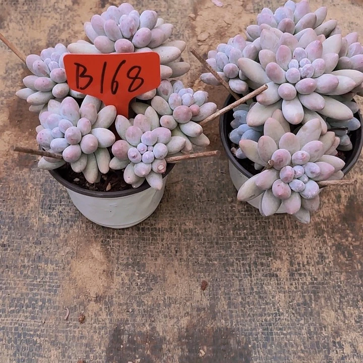 梅*汤圆一物一拍B168