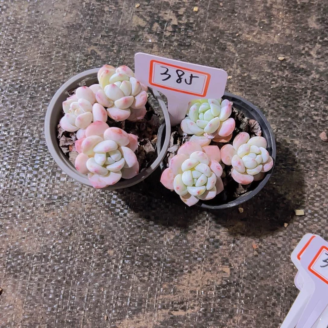 桥***?385冷香两颗20元