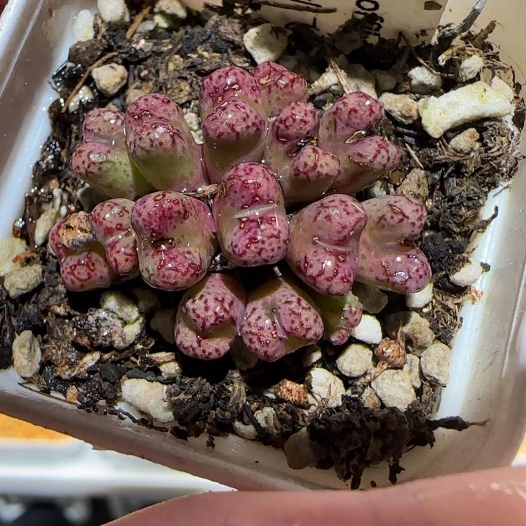 肉锥多肉植物百科-小飞1151