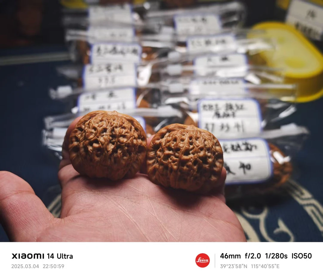 38红皮血麒麟！！！！！