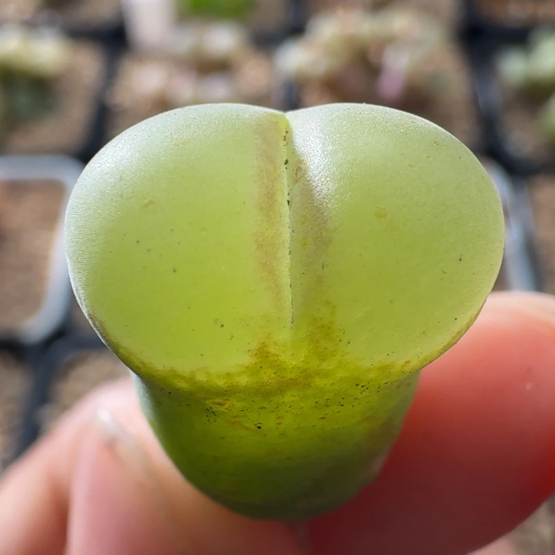 3020粉女风铃玉肉锥植物
