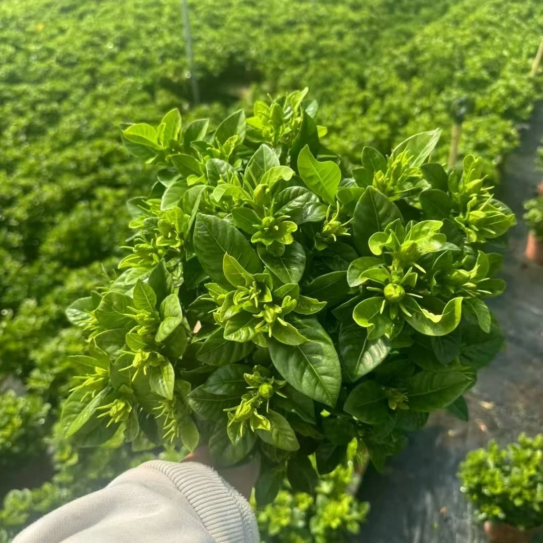 栀子花浓香型盆栽花卉室内植物花苞四季净化空气开花好养