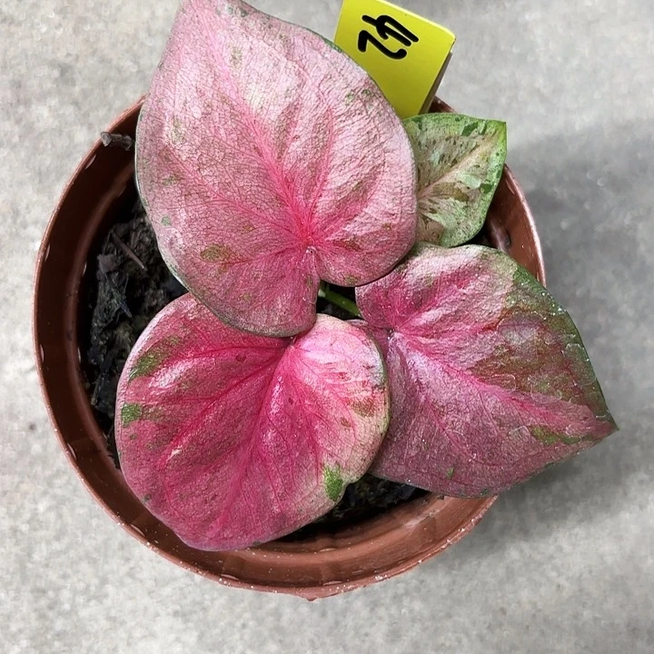 42-0625粉毒广东现货