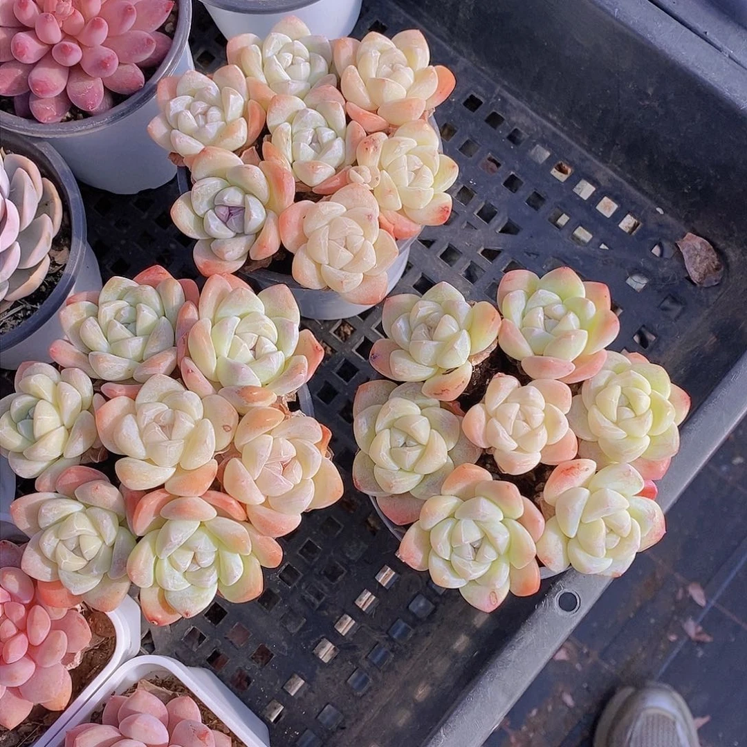 0128-拼盘小冰玉单头7颗 量拍