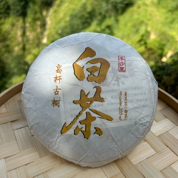 高杆古树 （白茶）
