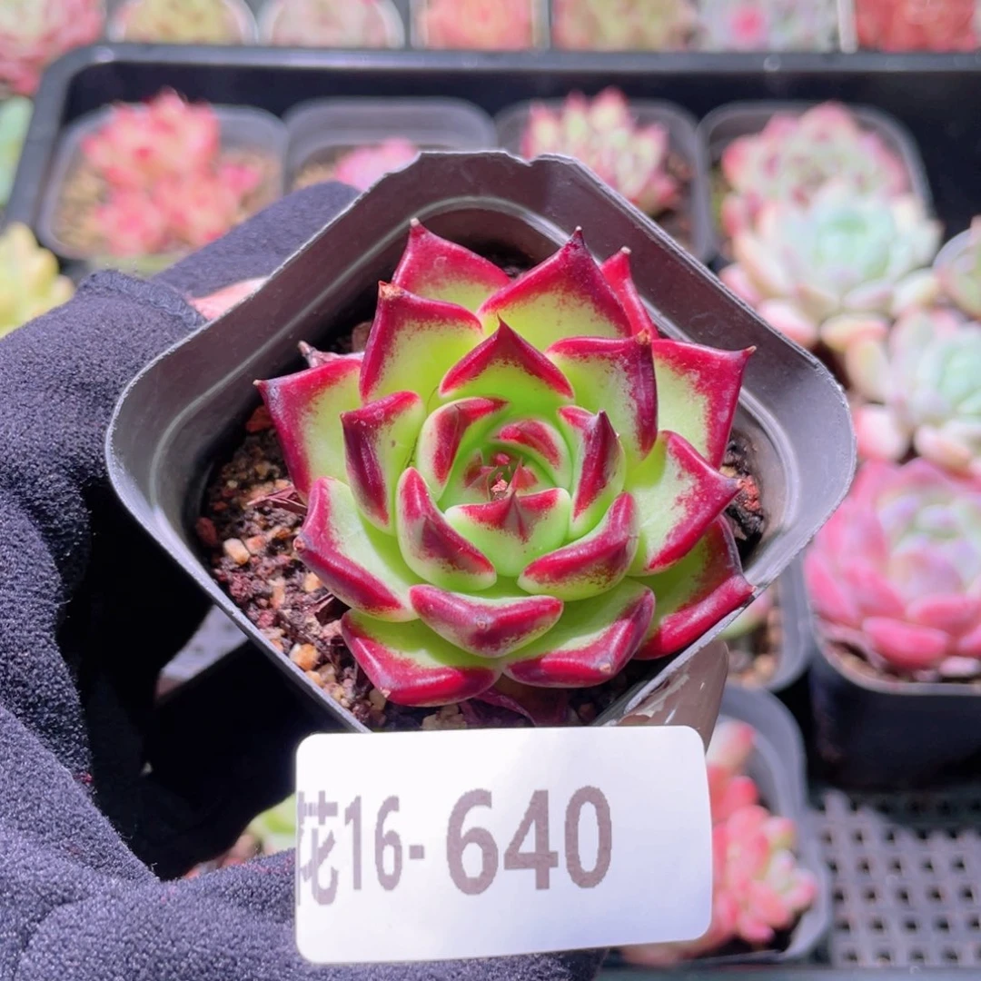 花利美16-640车厘子