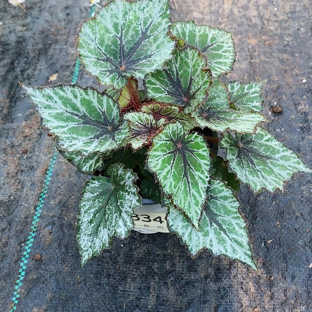 不开花植物栋****界秋海棠834