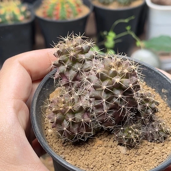 无花朵紫肌龙爪球母本群8cm