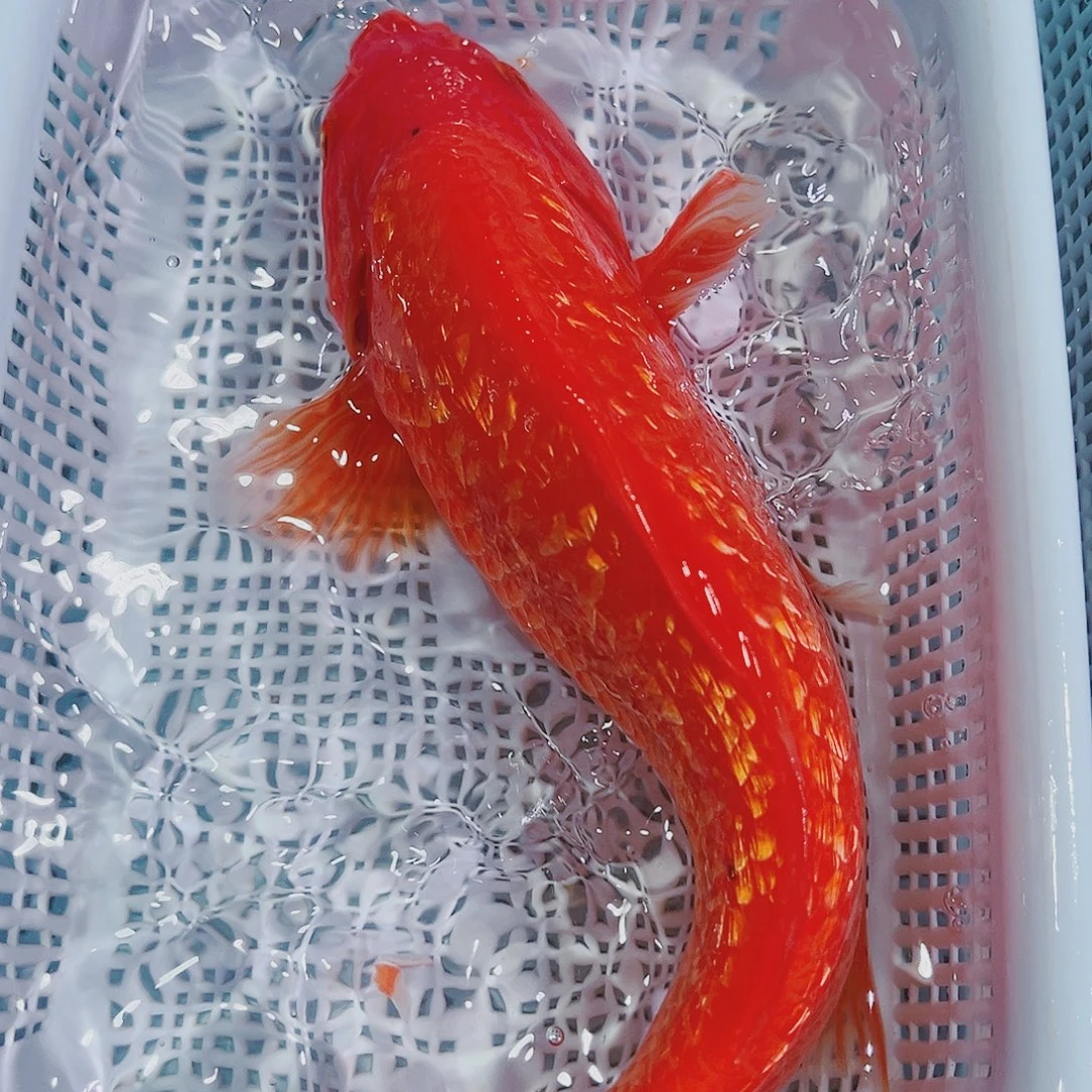 锦鲤锦鲤冷水观赏鱼
