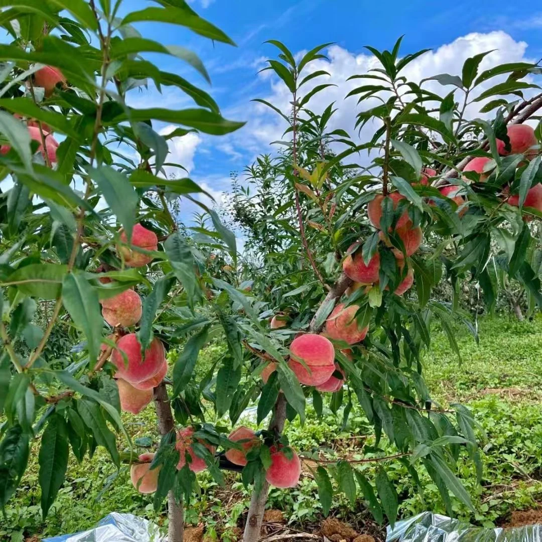 【脆甜水蜜桃】现摘新鲜应季水果产地直发沂蒙山水蜜桃脆甜大果