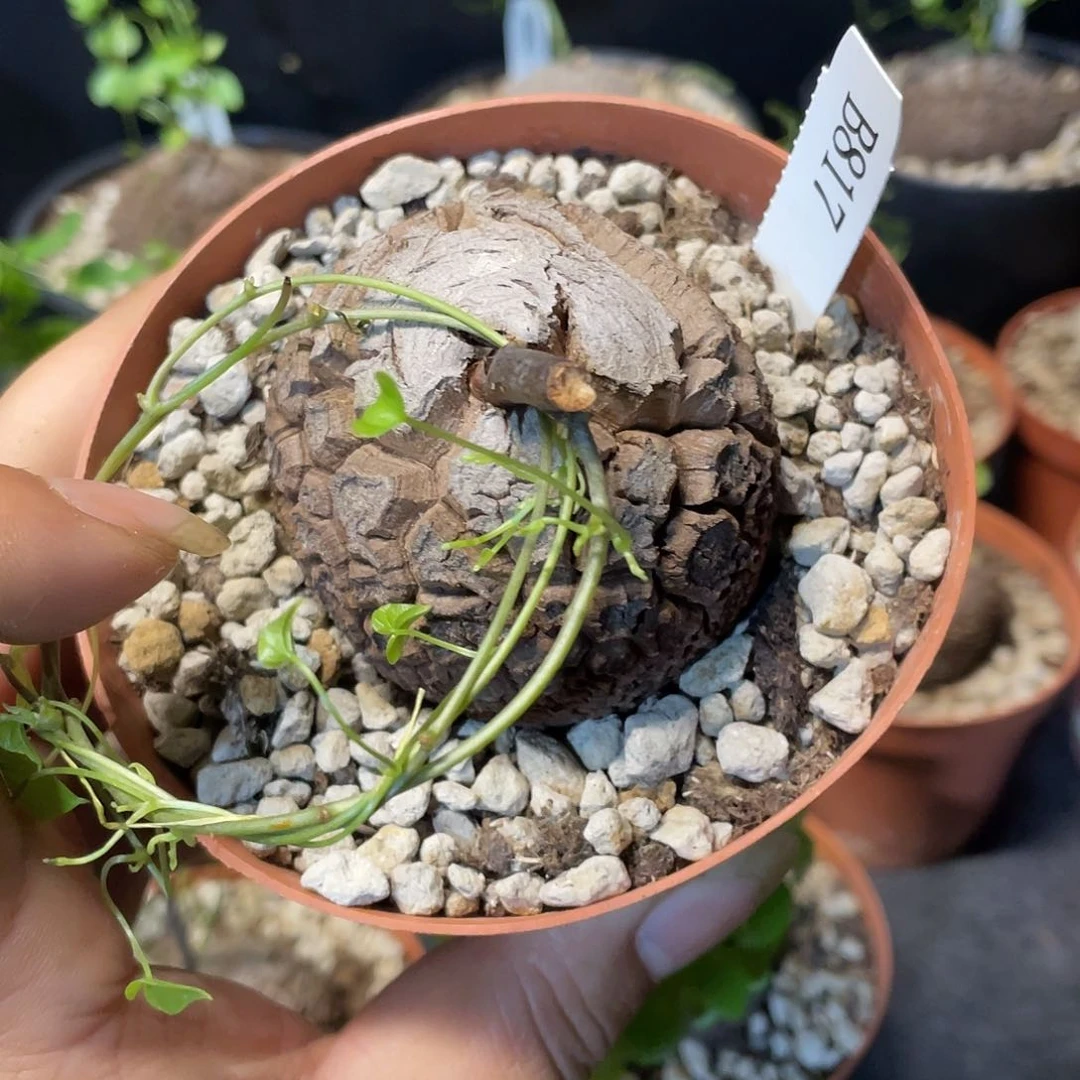 龟甲龙817号不退换