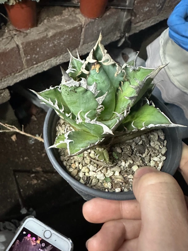 仙人球龙舌兰红猫