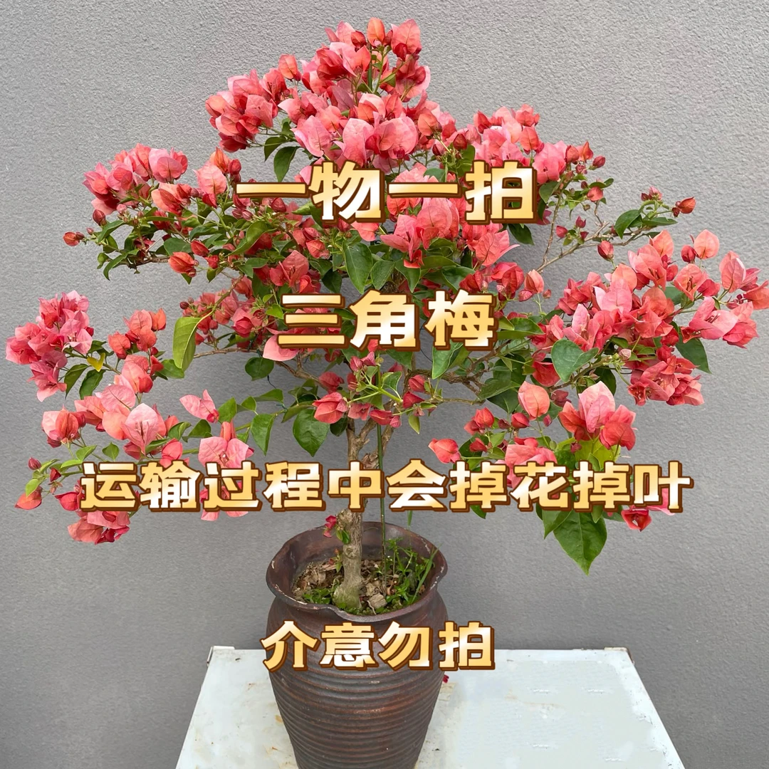 高端陶瓷盆三角梅