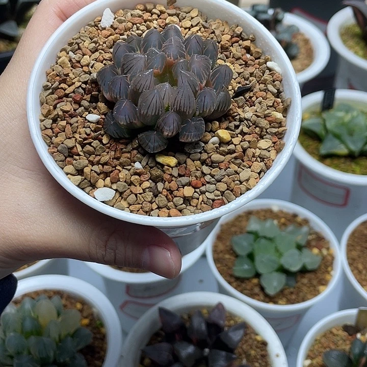 28  非组霓虹灯十二卷多肉