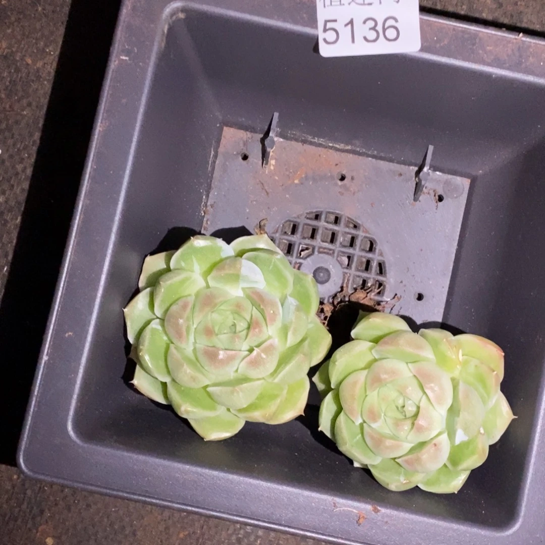 枫***谜瑕疵~5136~特~杂交