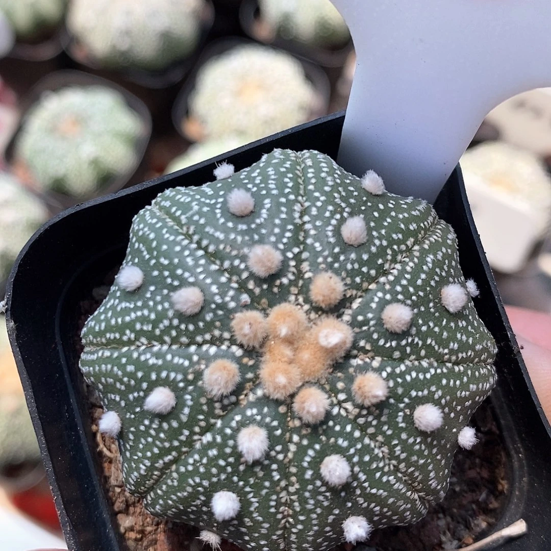 754海星兜系列福利