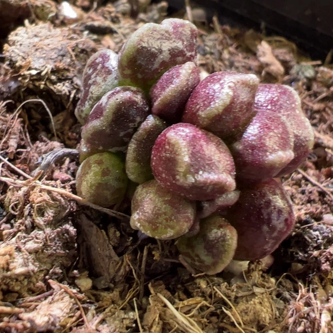 小型种达摩海豹2厘米左右黑斑达摩福利款