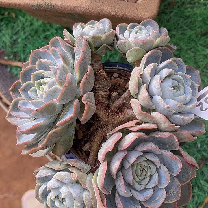 胖虎10152多肉植物