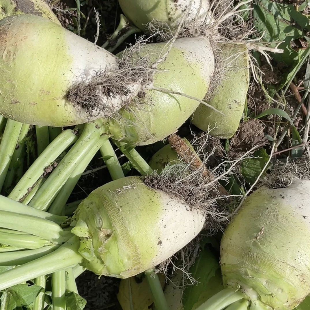 黑龙江本地鲜芥菜疙瘩5斤装包邮（新鲜发货 大小随机）