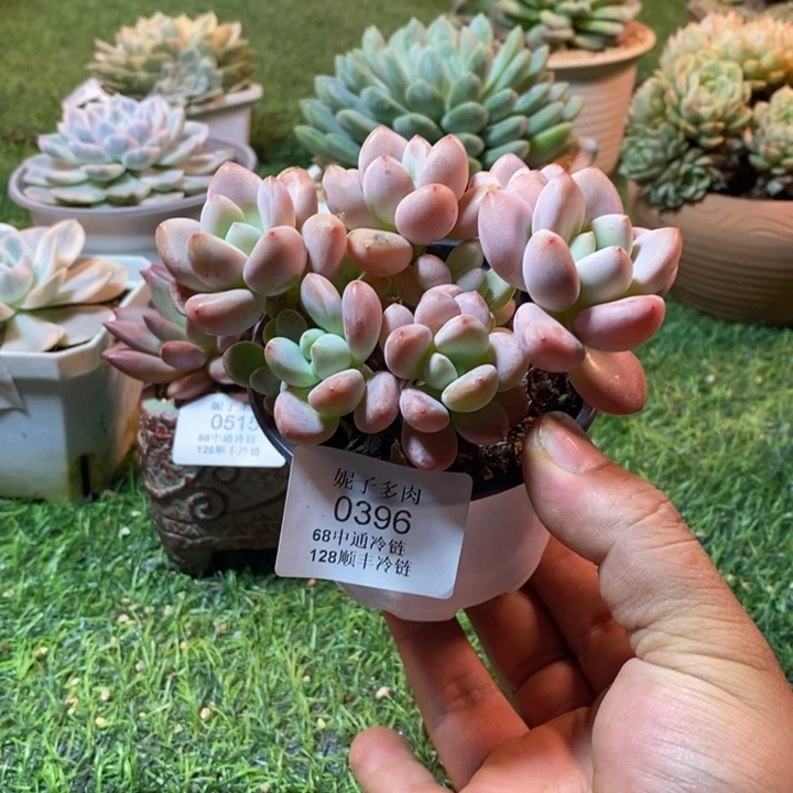 0396啊啊啊啊啊啊啊啊啊啊