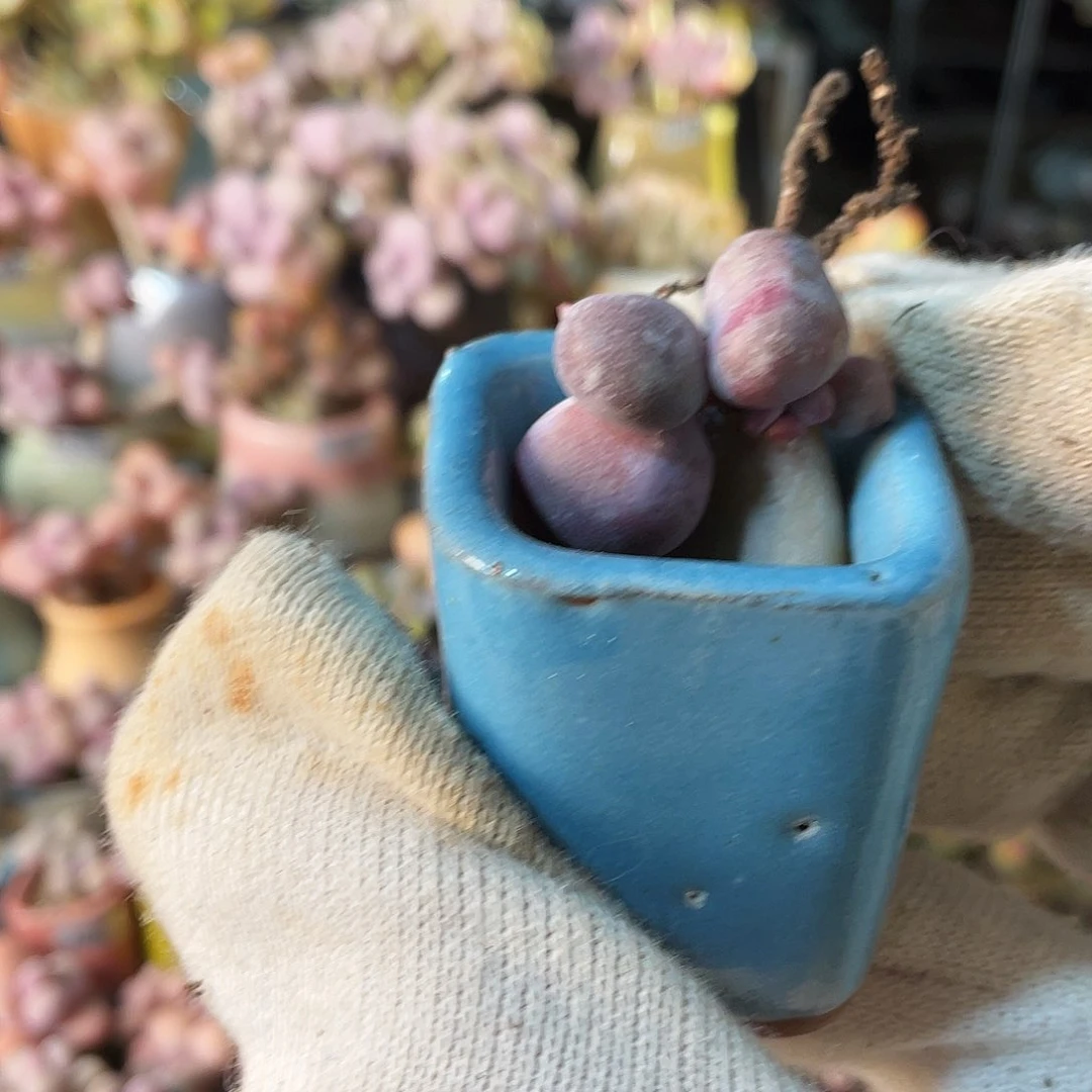 酒**子多肉植物的生长发育与生长发育的关系等