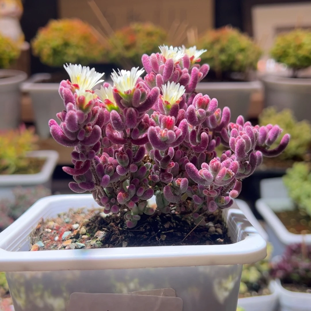 406紫闪光一物一拍包开箱