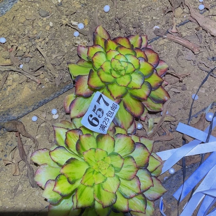 龙鳞两个砍头多肉植物657