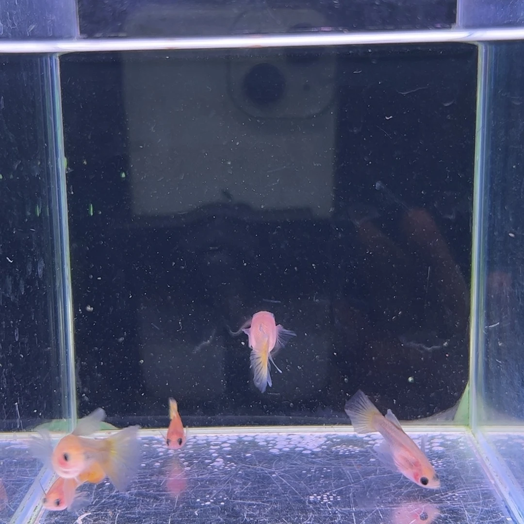 孔雀鱼黄金玻璃猫C3母2公