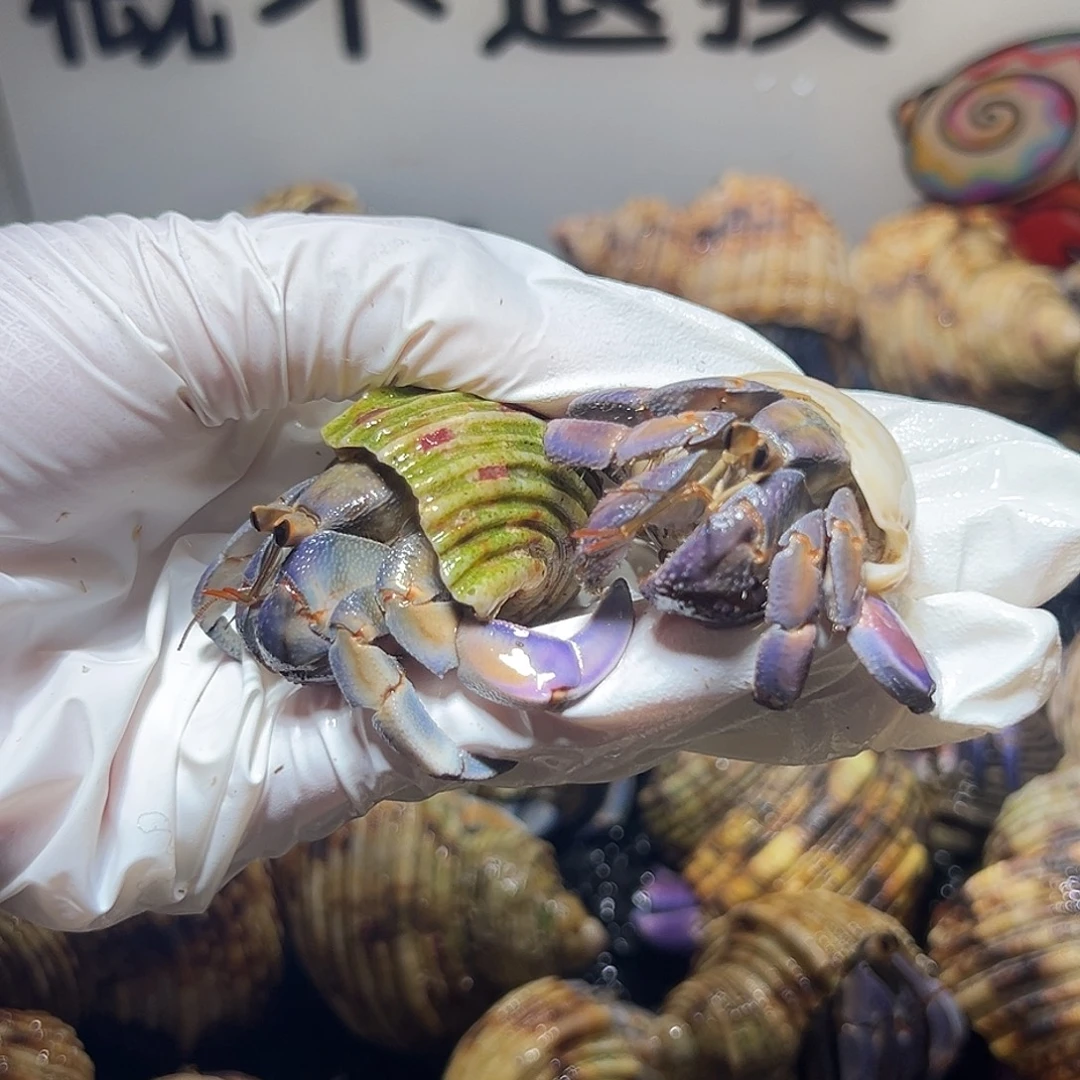 王***葹筱施专拍紫陆组合