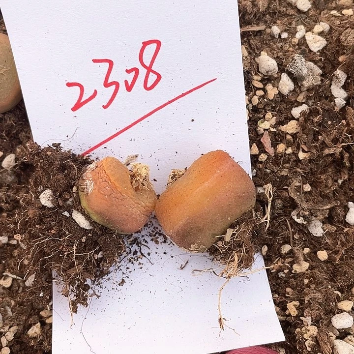 小*2308。   两颗毛毛。