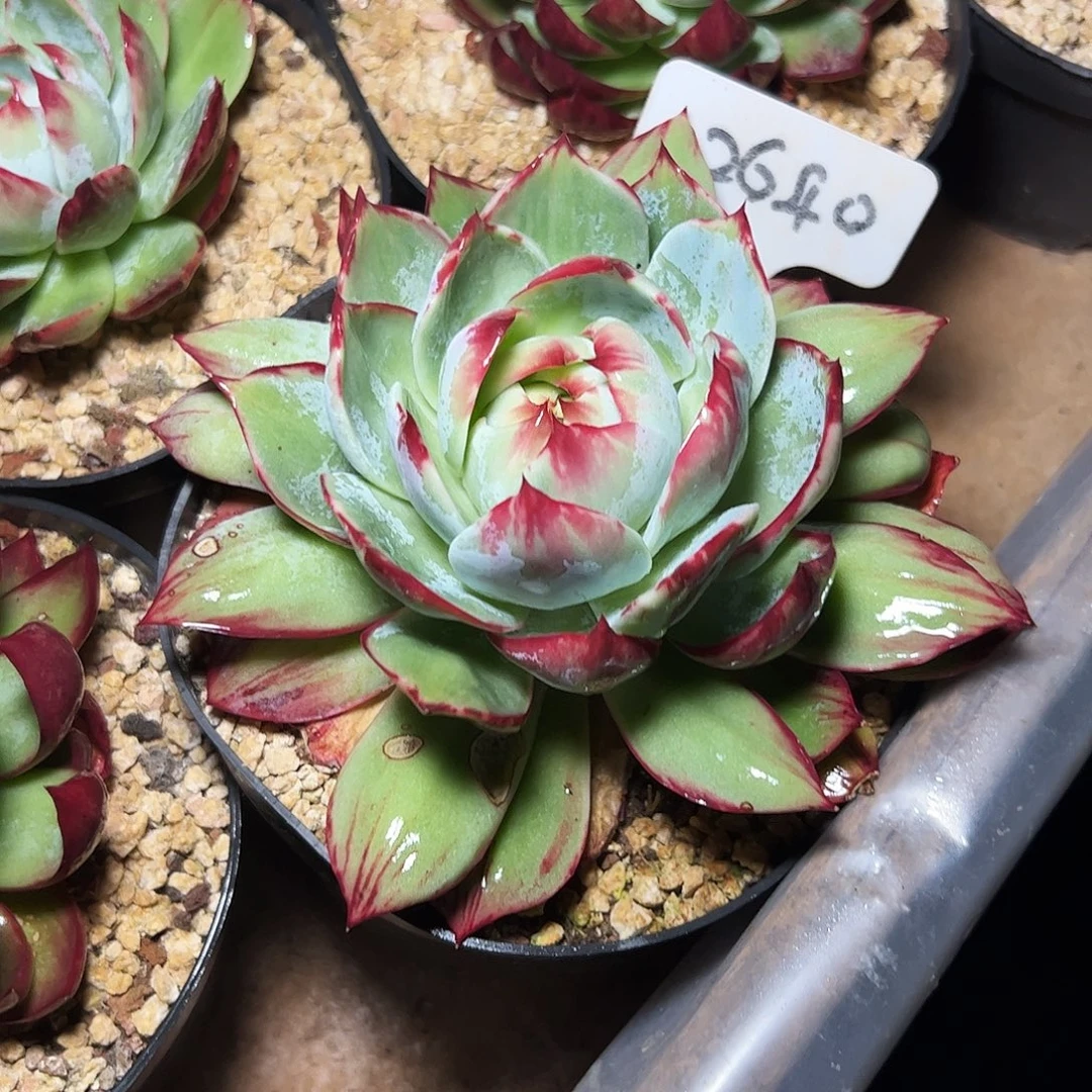 惊鸿仙子2640号有叶伤介意勿拍