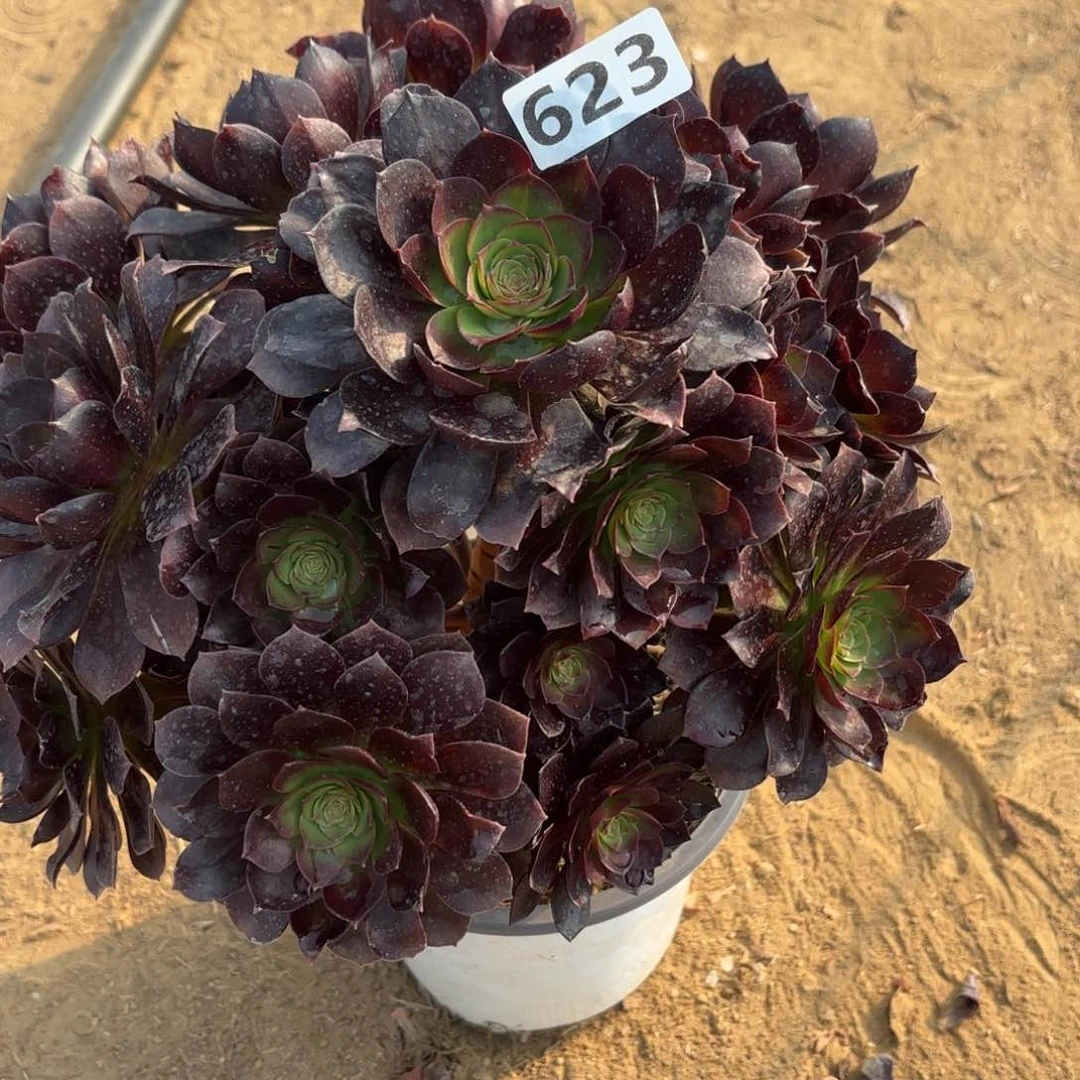 623赤焰莲多肉不包损