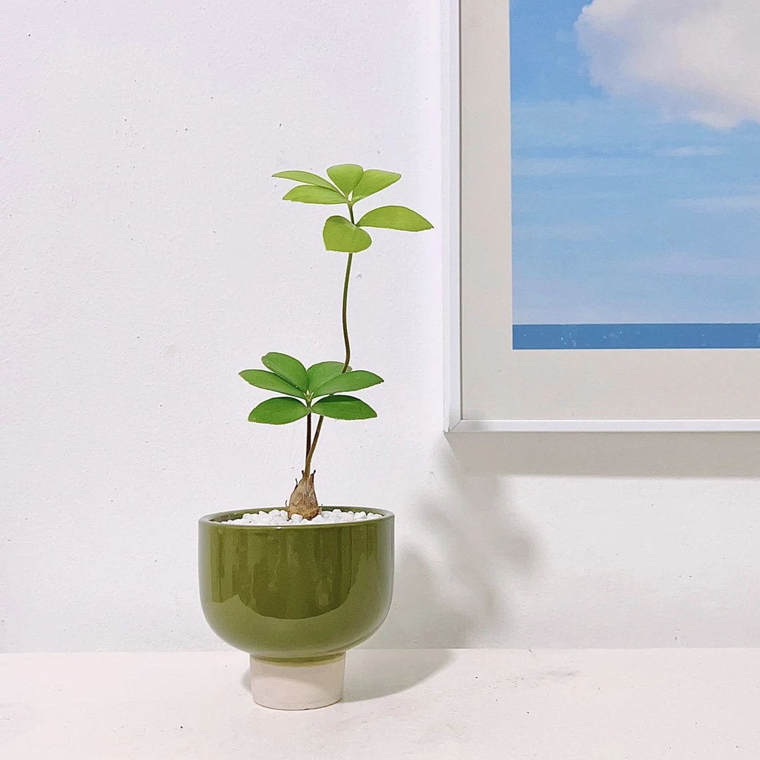 墨西哥铁树幸运草办公室内电脑桌面观叶绿植迷你盆栽好高档易活