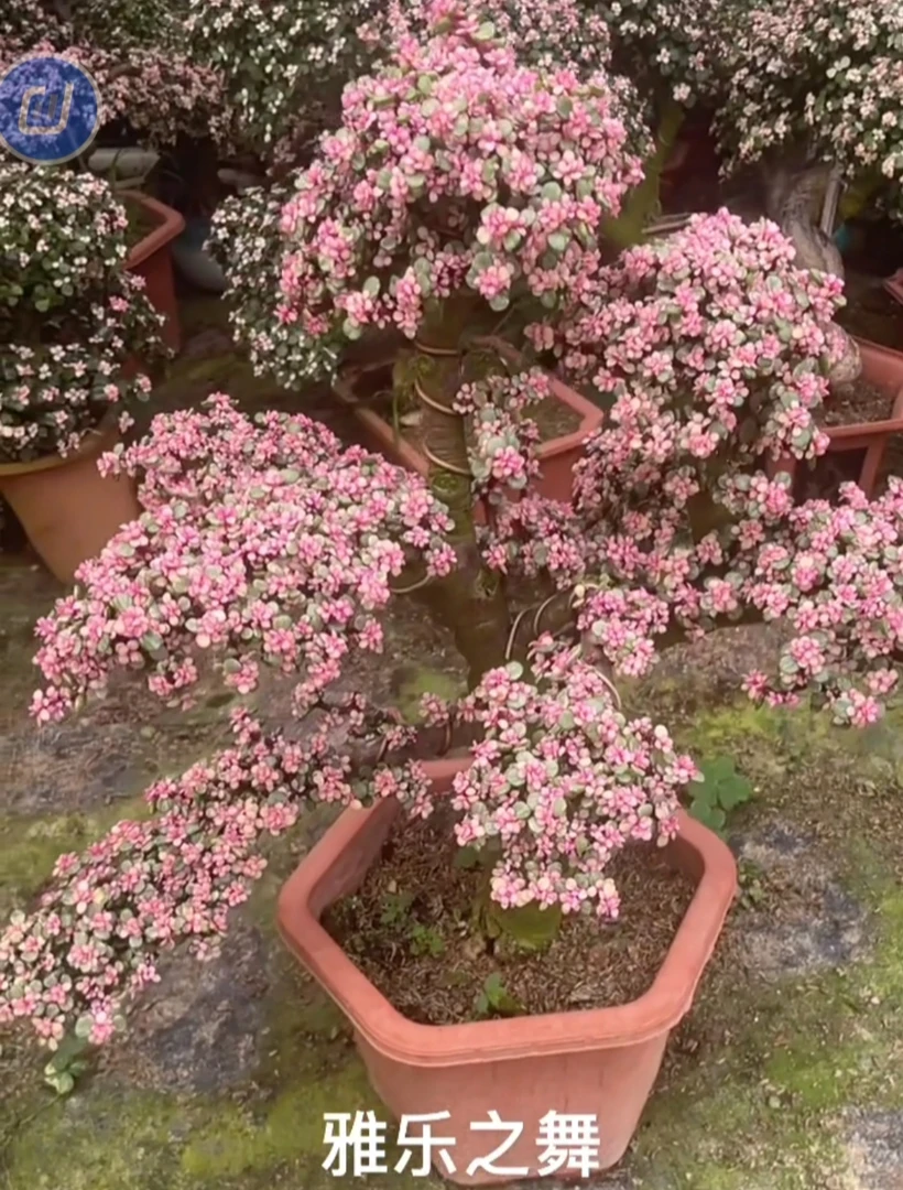 多肉老桩雅乐之舞造型老桩懒人绿植盆栽好养易活