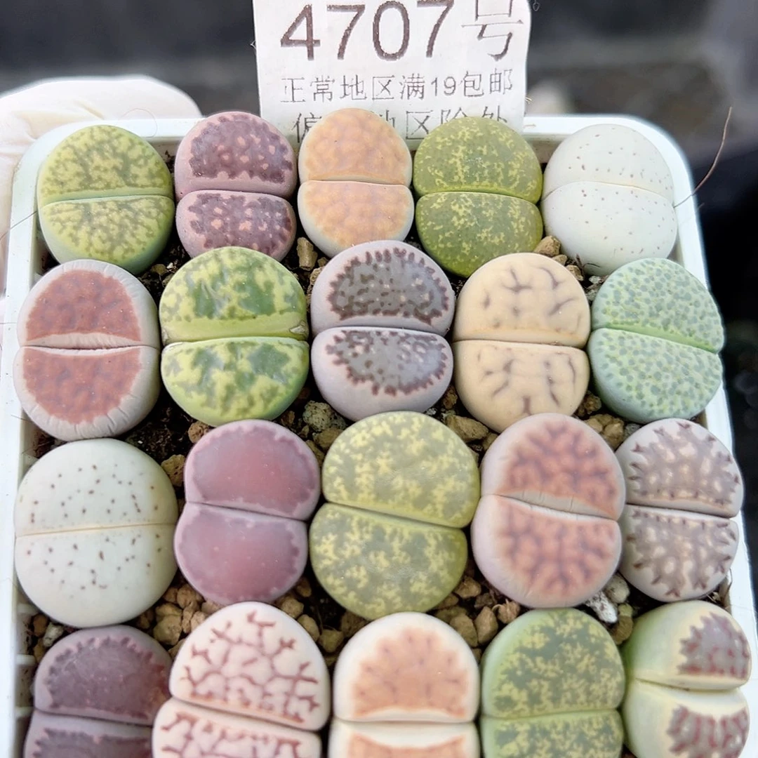 4707 好养易活生石花大母本