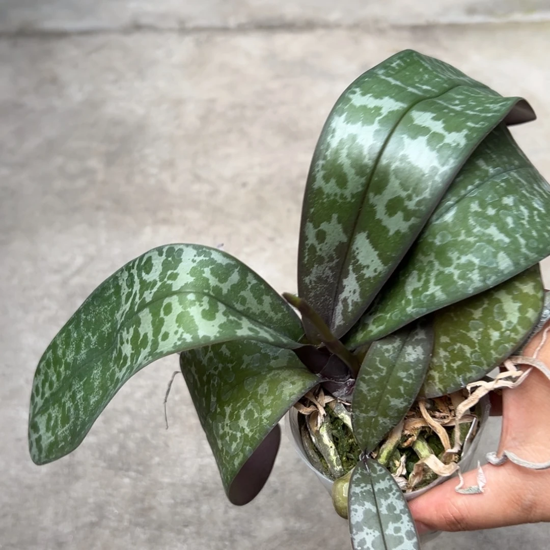 海***石当前无花栽培后可以开花