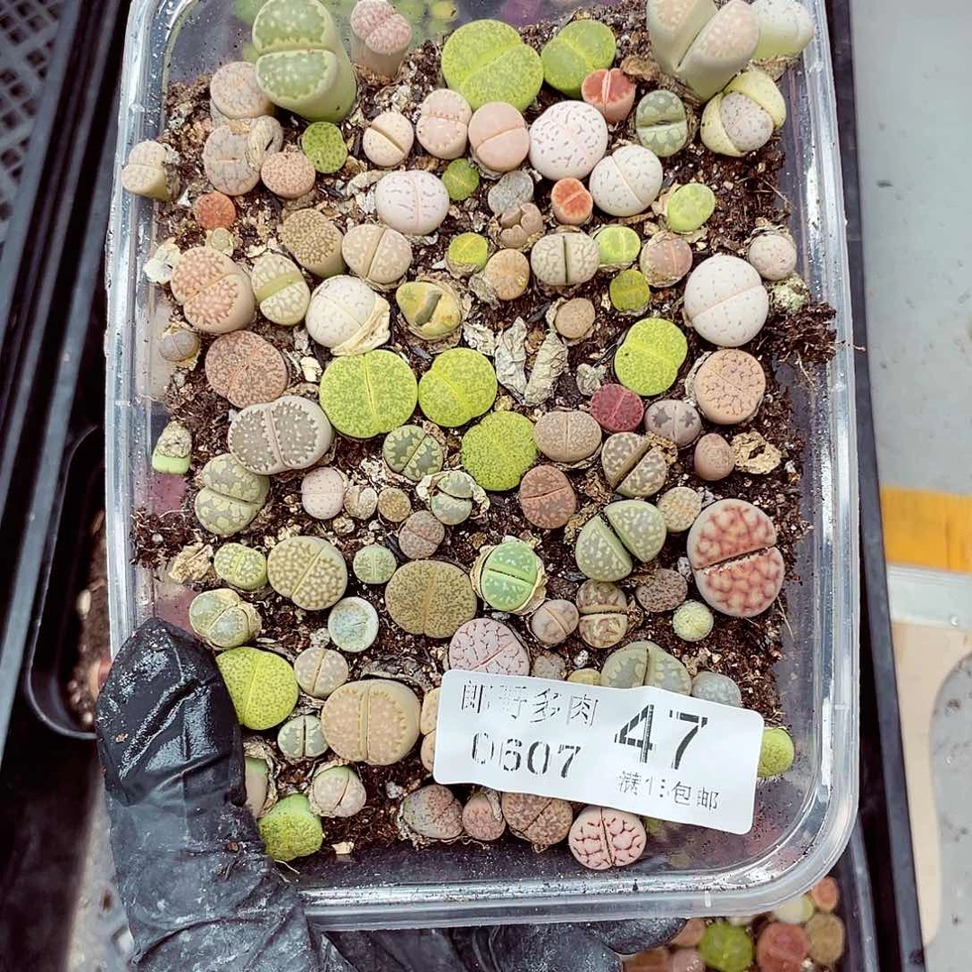 郎哥18包邮0607-47