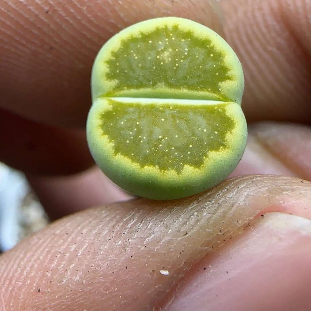 022 生石花大棚直播