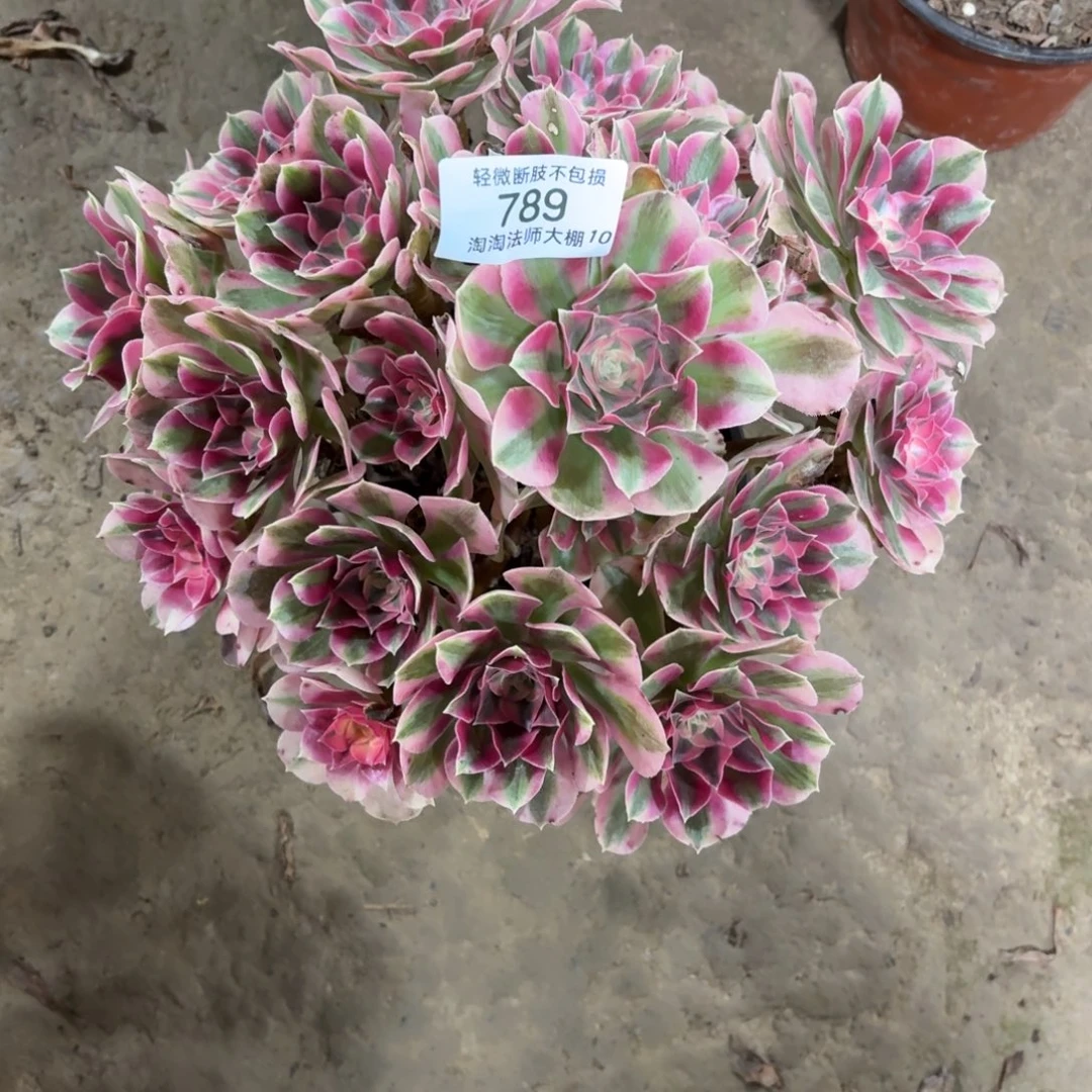 789粉女巫多肉植物