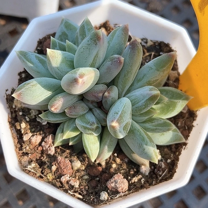 多肉植物伊丽莎白裙1087