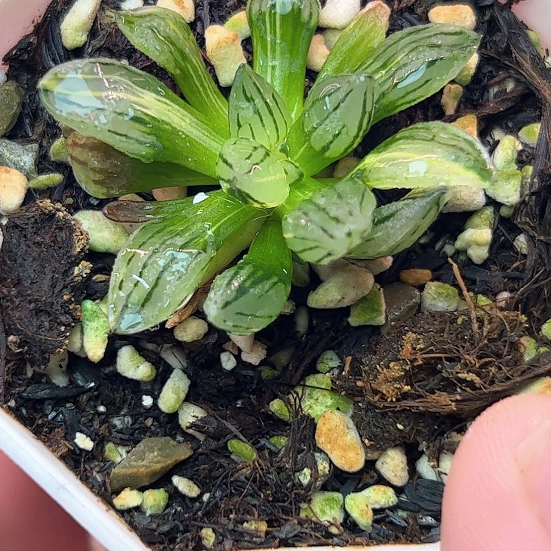 西瓜锦十二卷多肉植物