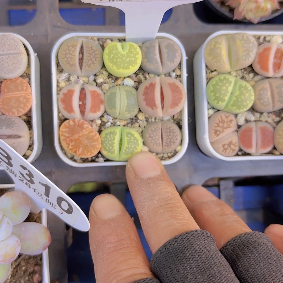 B146生石花一物一拍