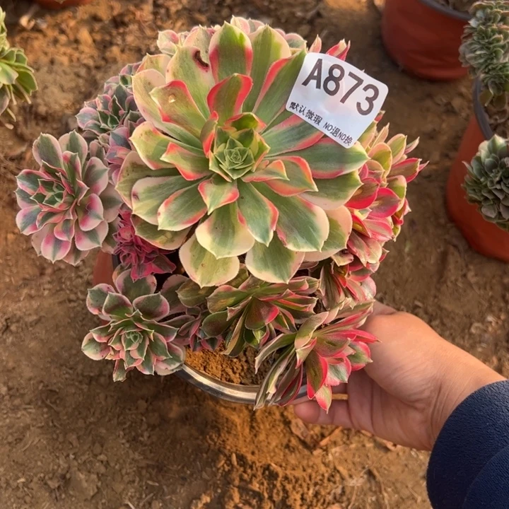 砍头女郎多肉植物873.