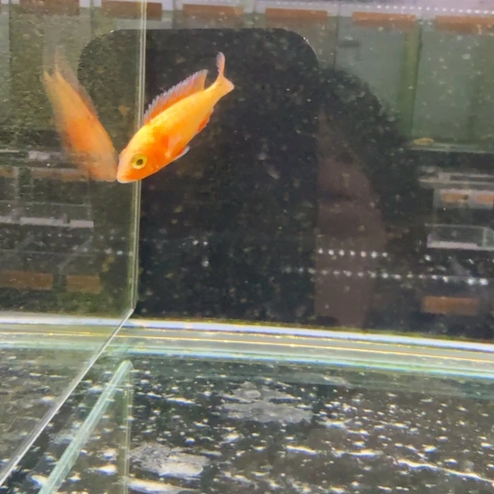 海水1349龙血火焰红。