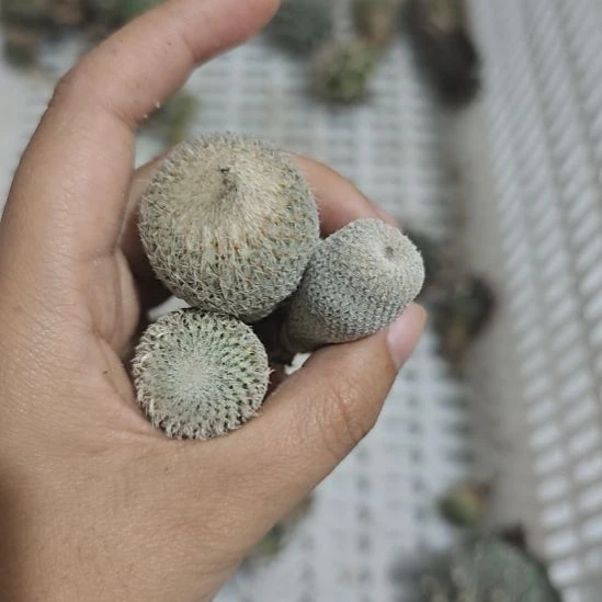 一物一拍，三颗一起发