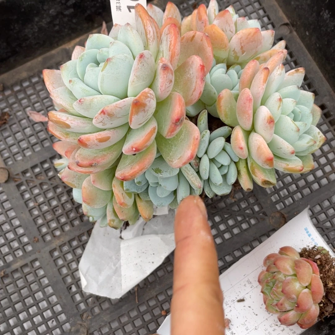 红***鱼冷香群生多肉植物一物一拍