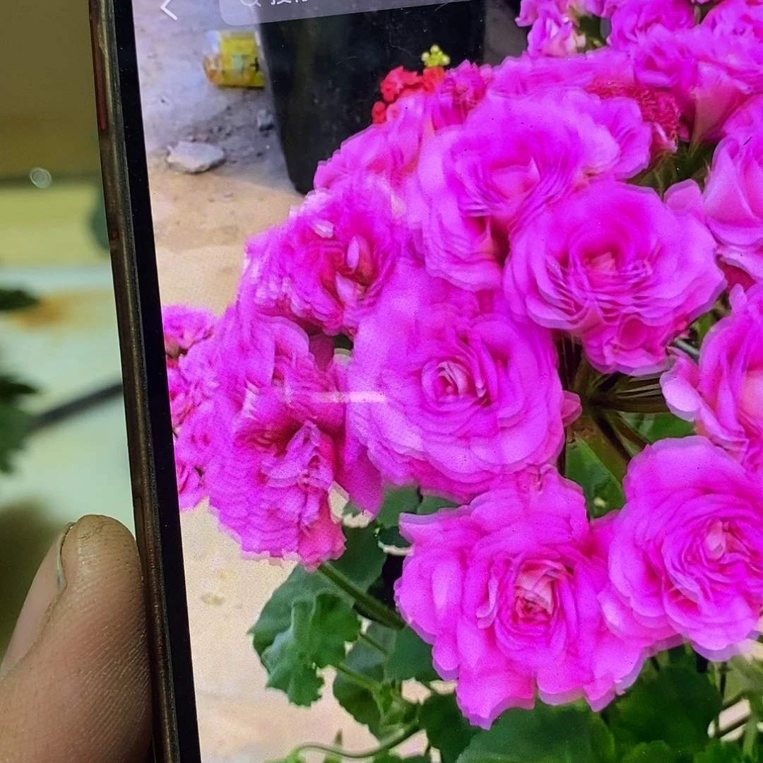 无花朵【梅尔森2号】